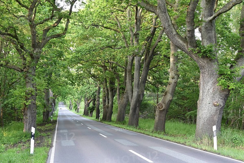 Oak avenue, oaks (Quercus robur) on the island of Rügen, Mecklenburg-Western Pomerania, Germany