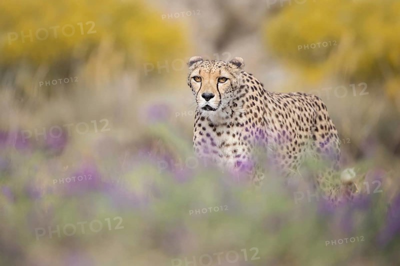Cheetah (Acinonyx jubatus) adult in blooming meadow, Castile-La Mancha, Spain