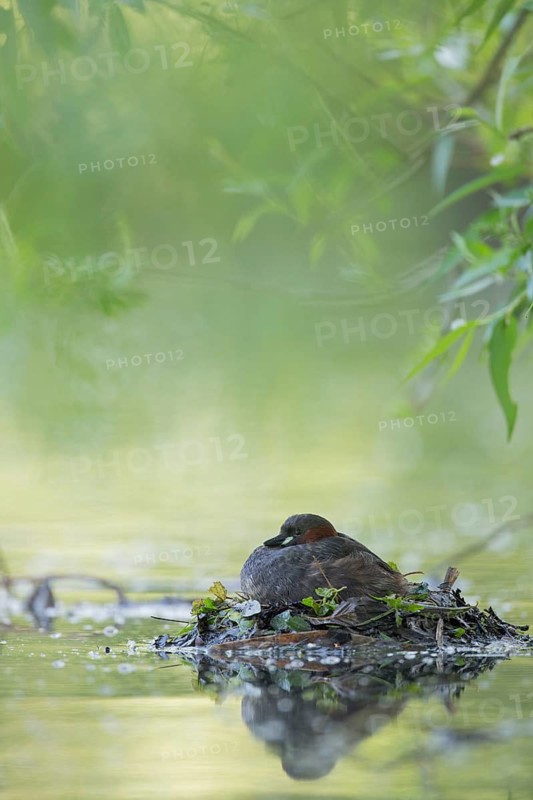 Little Grebe (Tachybaptus ruficollis) on nest, Hesse, Germany