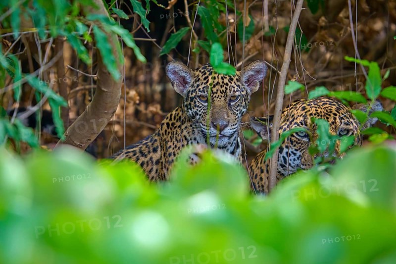 Two jaguars one young hiding in the dense forest, surrounded by green leaves, Jaguar (Panthera onca), Pantanal, Mato Grosso, Brazil