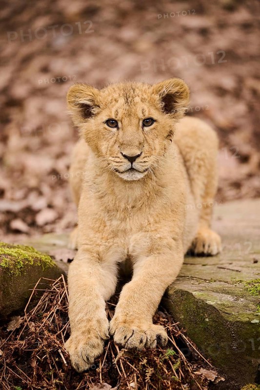 Asiatic lion (Panthera leo persica) cub lying on the ground, captive