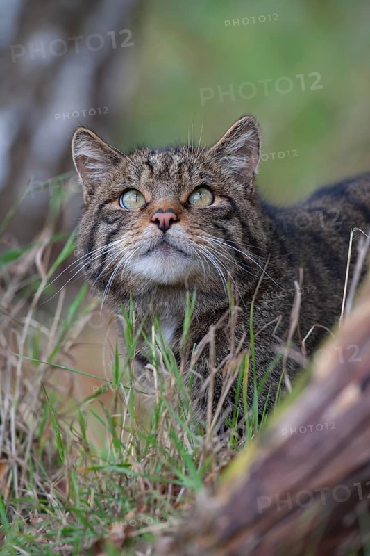 European wildcat (Felis silvestris) adult animal looking skyward, United Kingdom