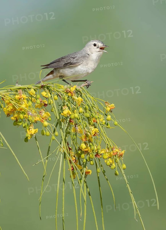 Lucy's Warbler (Leiothlypis luciae) singing, perched on a flowering branch, Arizona, USA