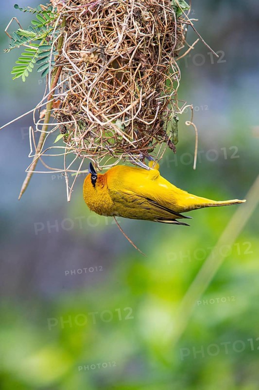 Spectacled weaver (Ploceus ocularis) Masai Mara Kenya
