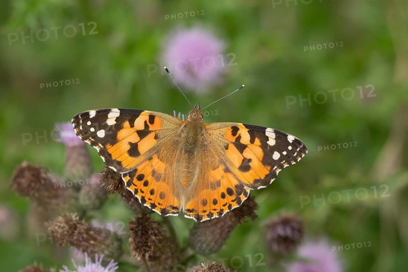 Painted lady butterfly (Vanessa cardui) adult insect feeding on a Creeping thistle flower in summer, Suffolk, England, United Kingdom