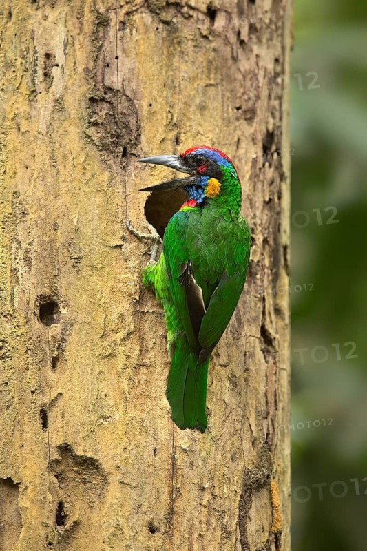 Vielfarben-Bartvogel (Psilopogon rafflesii) at nest hole, Johor, Malaysia