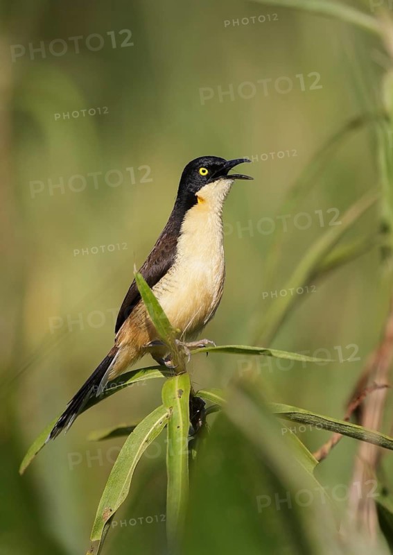 Black-capped Donacobius (Donacobius atricapilla) singing, Mato Grosso, Brazil