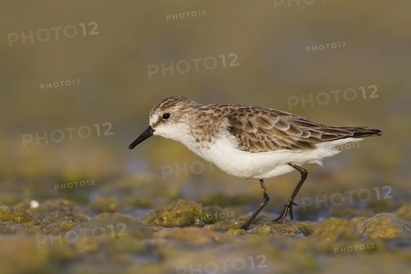 Little Stint (Calidris minuta), Oman