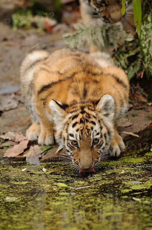 A tiger cub drinking water on an overgrown bank, Siberian tiger (Panthera tigris altaica), captive, occurring in Russia, North Korea and China