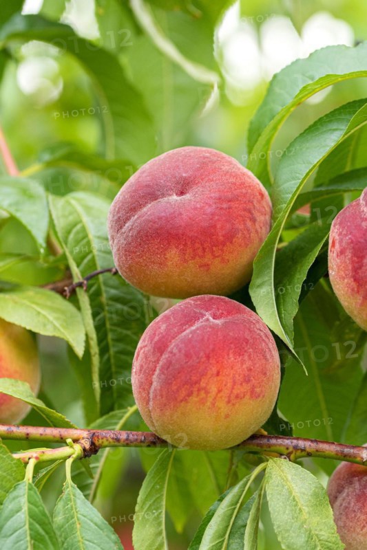 Peach (Prunus persica 'Dixired'), Baum- und Rebschule Schreiber KG, Austria