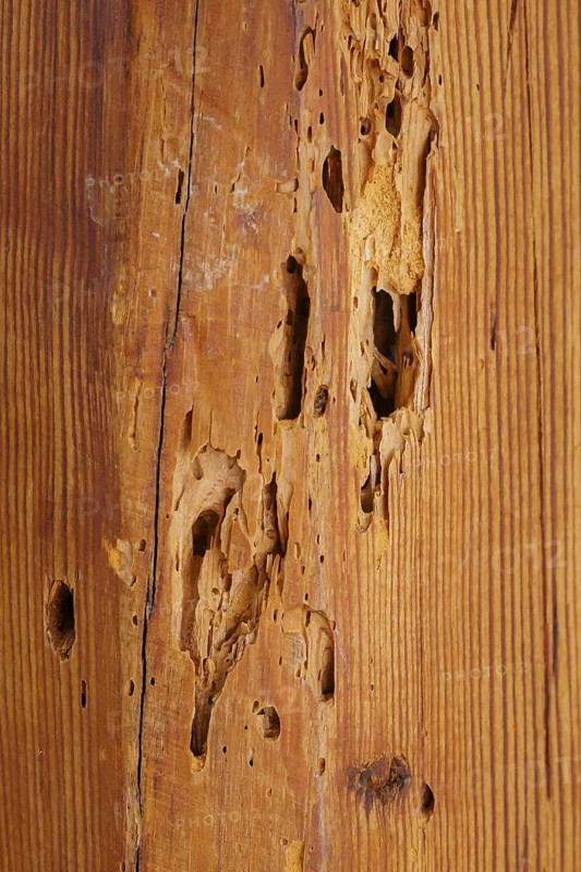 A wooden beam eaten away by woodworm in the attic of a flat, photographed in Berlin, 21/08/2024