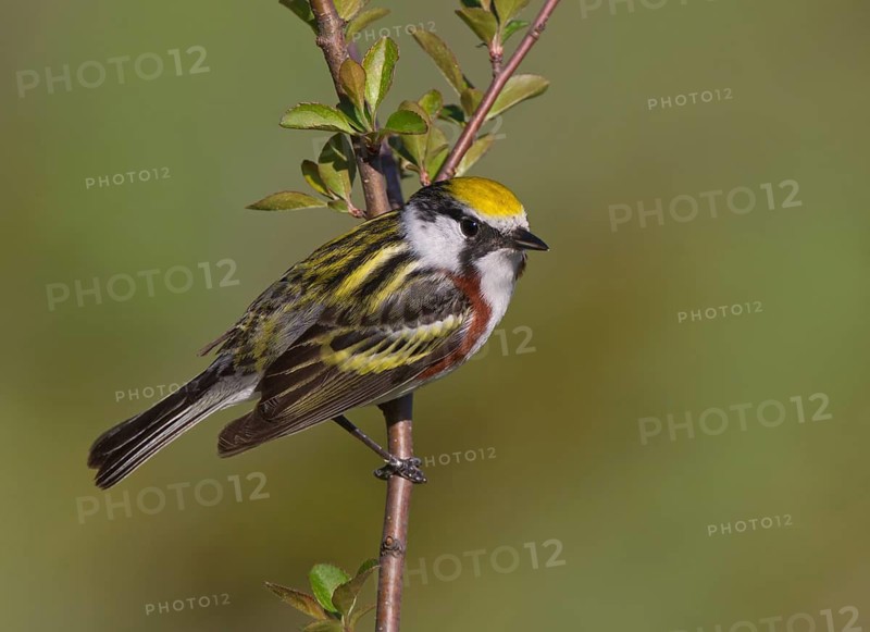 Chestnut-sided Warbler (Setophaga pensylvanica) male, Michigan, USA