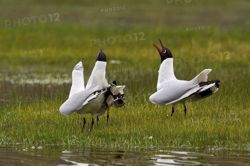 Andean Gull (Chroicocephalus serranus), Ecuador