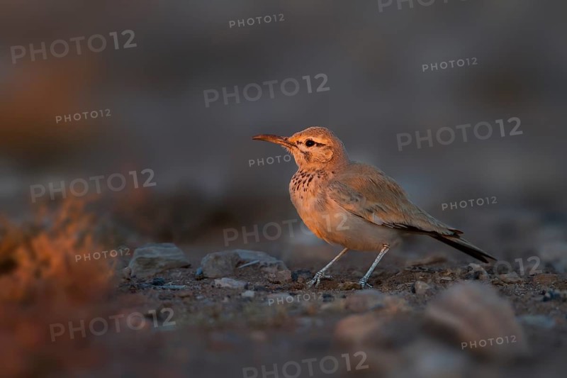 Greater Hoopoe Lark - Wüstenläuferlerche - Alaemon alaudipes ssp. alaudipes, Morocco