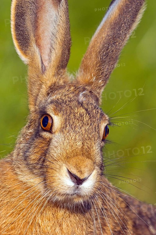 European hare (Lepus europaeus), European hare, brown hare, portrait, Wachenheim, Bad D¸rkheim district, Rhineland-Palatinate, Germany