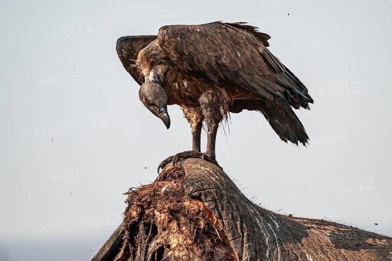 White-backed vulture (Gyps africanus), vulture feeding on the carcass of an elephant, Ihaha, Chobe National Park, Botswana