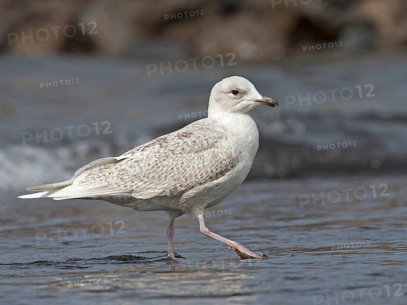 Iceland Gull (Larus glaucoides), Iceland