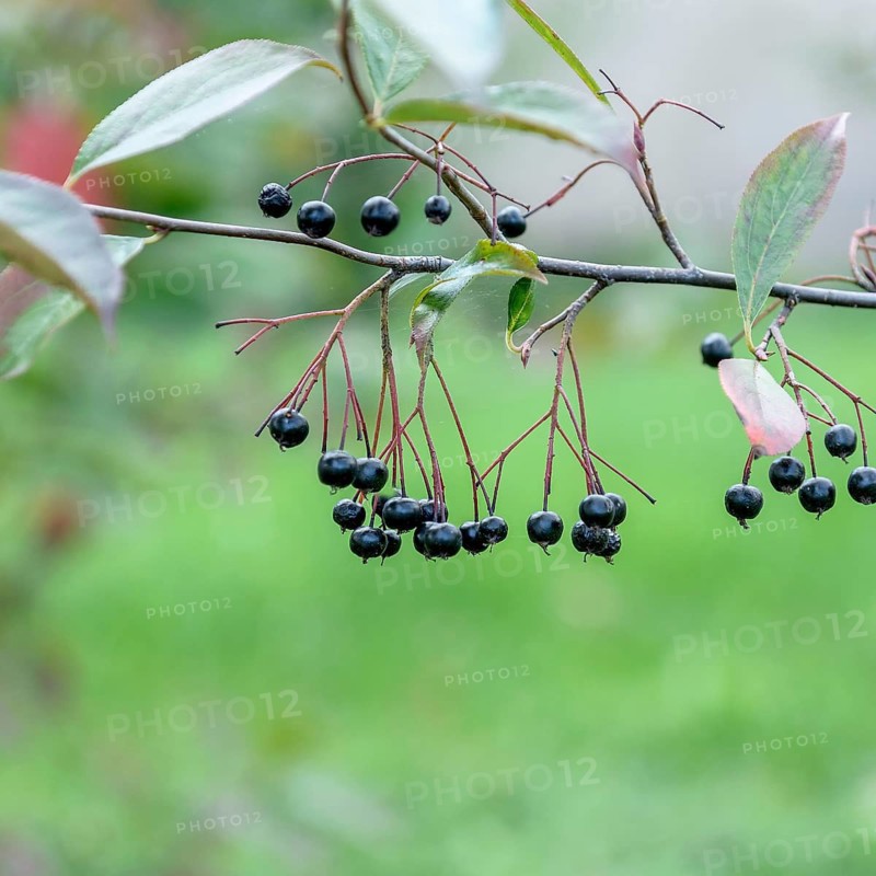 Bald chokeberry (Aronia melanocarpa 'Morton'),  Germany