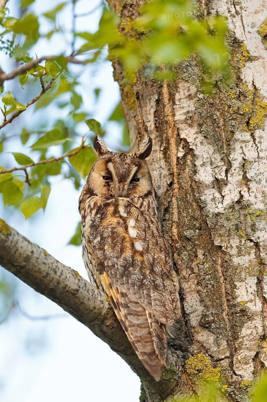 Long-eared Owl (Asio otus), Lake Neusiedl, Autria