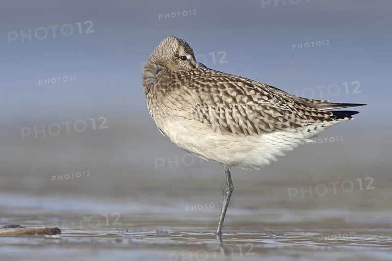 Bar-tailed Godwit (Limosa lapponica), Netherlands