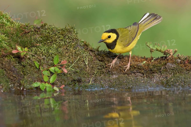Hooded Warbler (Setophaga citrina) male at a waterhole, Texas, USA