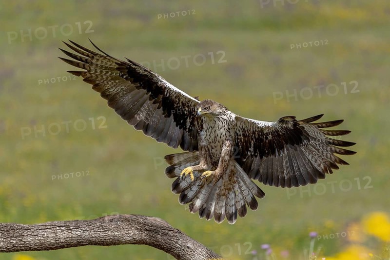 Bonelli's eagle (Aquila fasciata), landing, Andalusia, Spain