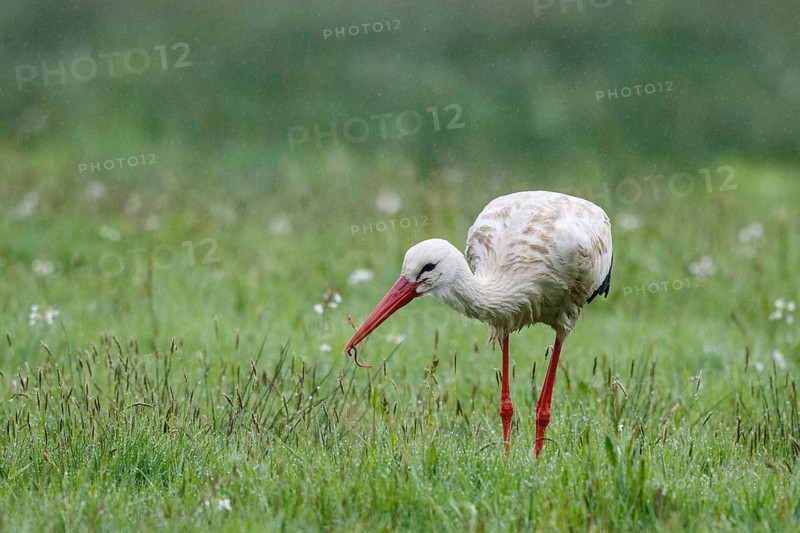 White Stork (Ciconia ciconia) foraging in the rain, North Rhine-Westphalia, Germany