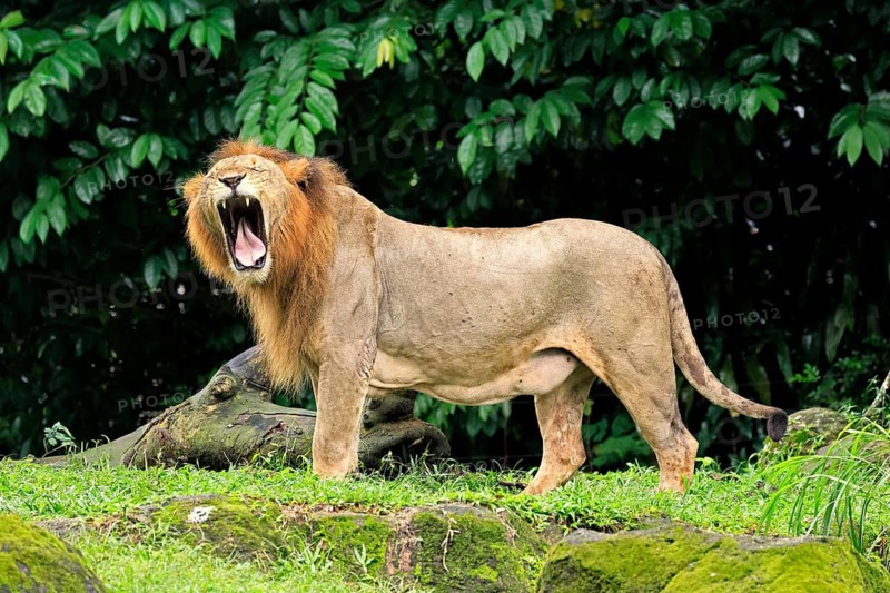 Lion (Panthera leo), adult, male, yawning