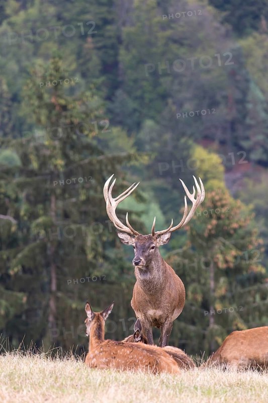 Red Deer buck standing on a meadow in autumn. Accompanied by some females. Trees in background