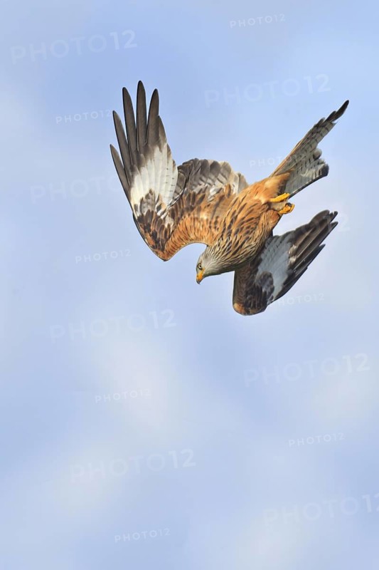 Red Kite (Milvus milvus) flying, United Kingdom