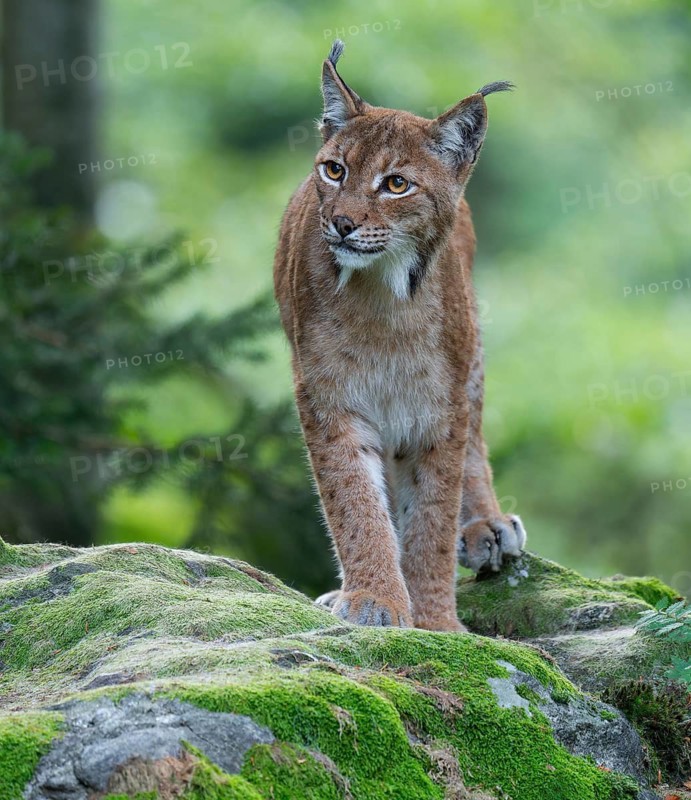 Eurasian lynx (Lynx lynx) standing on a moss-covered rock in the forest and looking attentively, captive, Bavarian Forest National Park, Bavaria, Germany