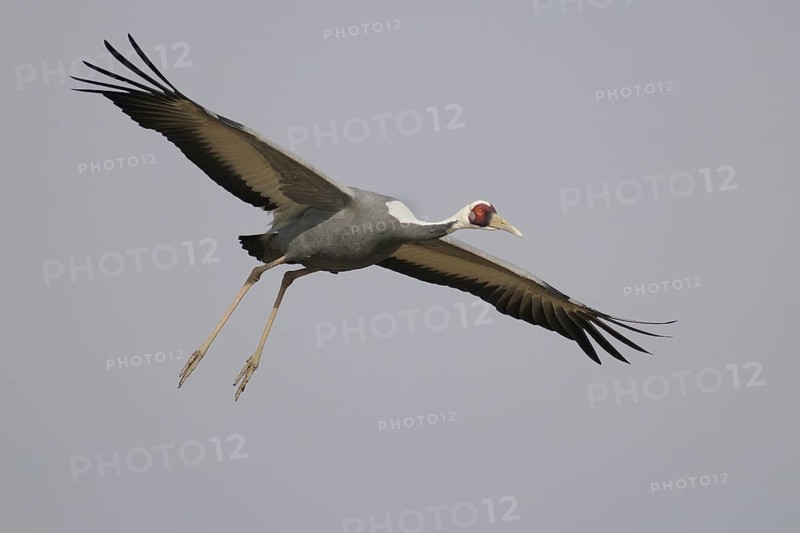 White-naped Crane (Antigone vipio) flying, Arasaki, Japan
