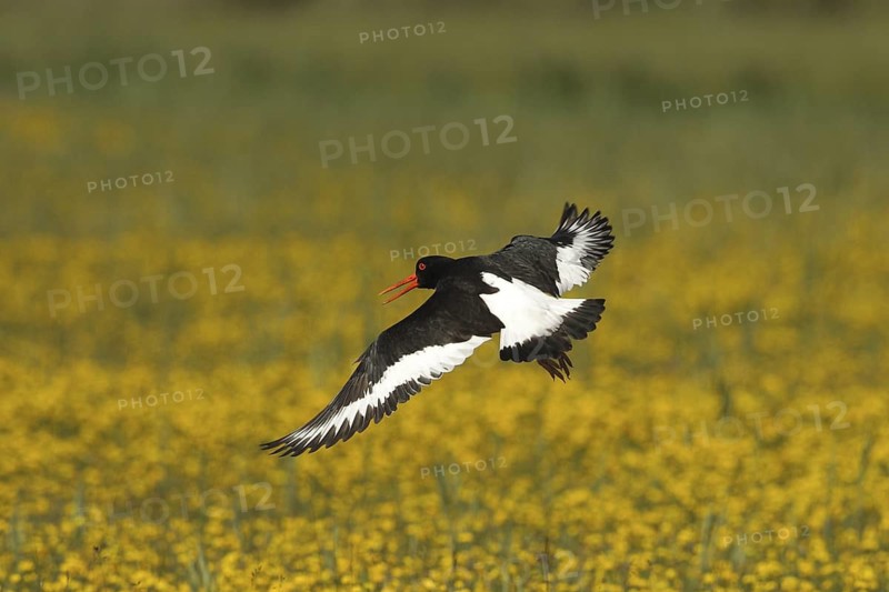 Eurasian Oystercatcher (Haematopus ostralegus) calling in flight, Texel, Netherlands