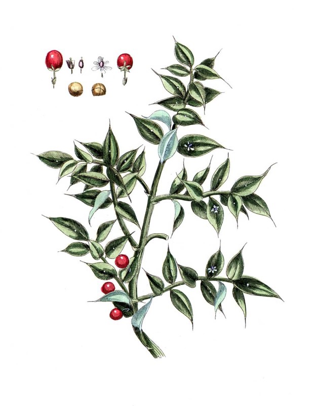 Ruscus aculeatus, Butcher's broom, digital reproduction of a historical original, between 1790 and 1810