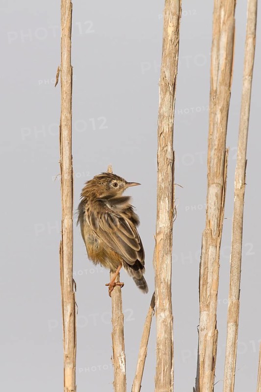 Zitting Cisticola (Cisticola juncidis), Morocco