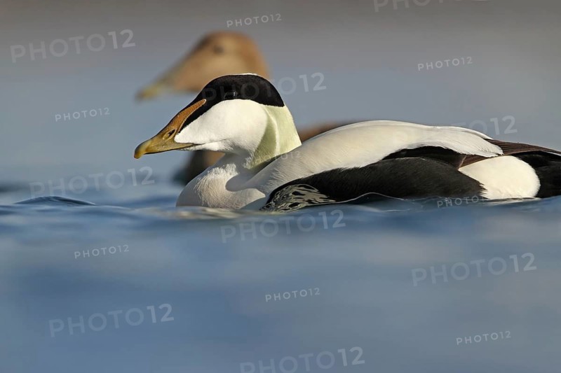 Common Eider (Somateria mollissima) male, Rapperswil, Switzerland