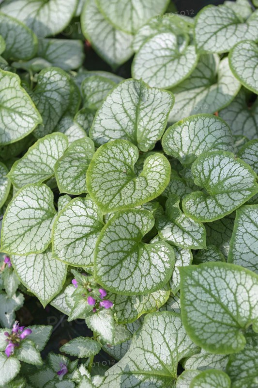 Caucasian forget-me-not (Brunnera macrophylla 'Jack Frost'),  Veitshöchheim, Bavaria, Germany