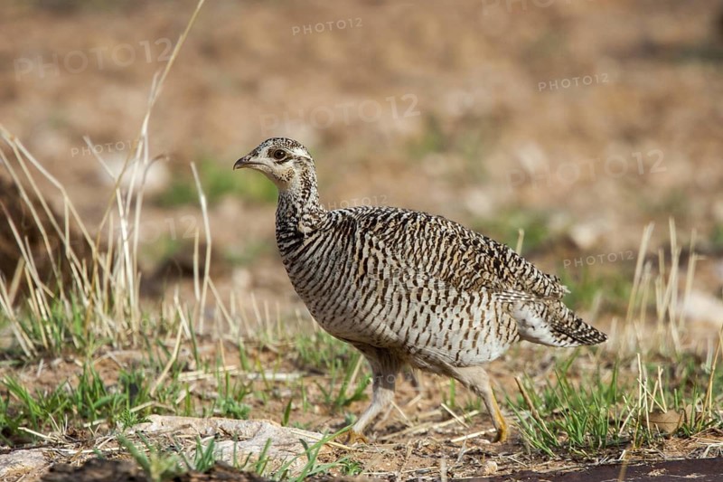 Lesser Prairie-Chicken Tympanuchus pallidicinctus Milnesand, New Mexico, United States 11 May Adult Female Phasianidae