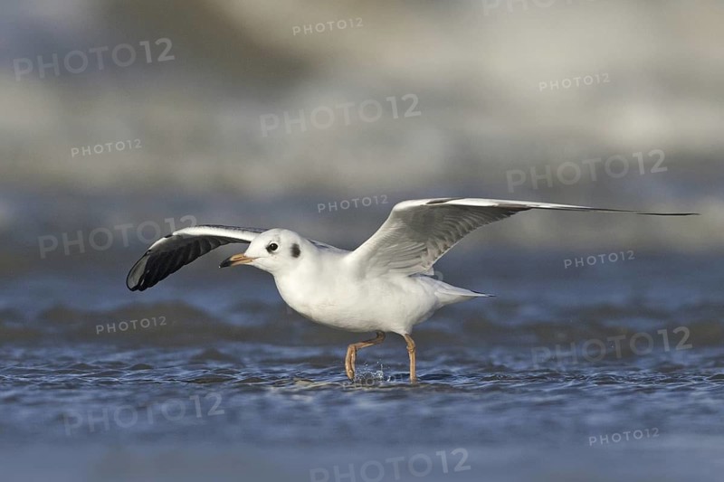 Black-headed Gull (Chroicocephalus ridibundus) juvenile flying, Netherlands