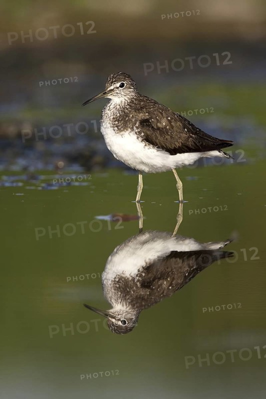 Green Sandpiper (Tringa ochropus), Castile-La Mancha, Spain