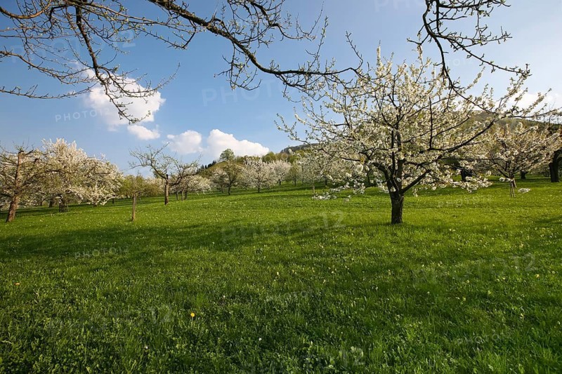 Dettinger Kirschenweg and Kirschenheimat, cherry growing tradition in the Erms Valley, cherry tree (Prunus avium), white blossoms, cherry blossoms, blossom dream, meadow, lawn, cloudy sky, pleasure hiking trail, spring, Dettingen an der Erms, Neckar-Alb region, Baden-Württemberg, Germany
