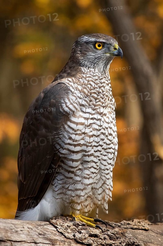 Northern Goshawk (Accipiter gentilis), Subotica, Serbia