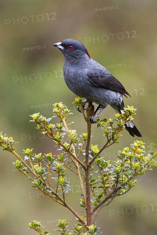 Red-crested Cotinga (Ampelion rubrocristatus), Bosque Unchog Reserve, Peru