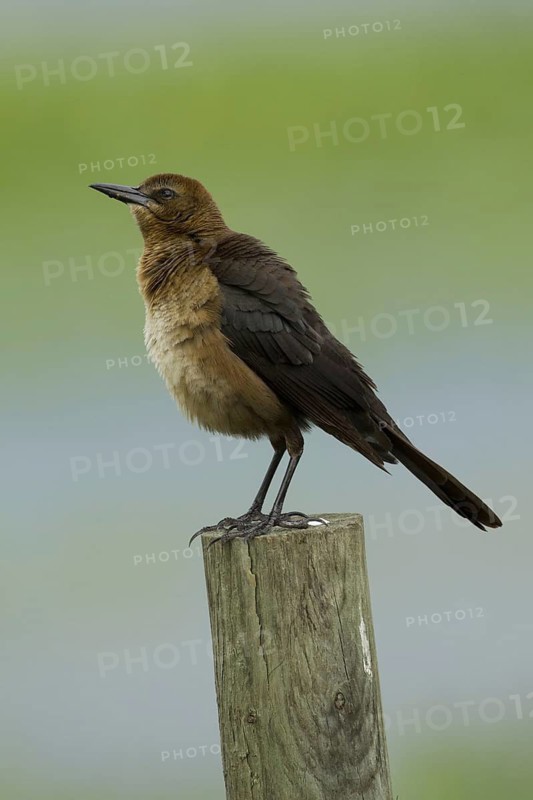 Boat-tailed Grackle (Quiscalus major) female, Florida, USA
