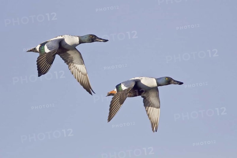 Northern Shoveler (Spatula clypeata) male flying, British Columbia, Canada