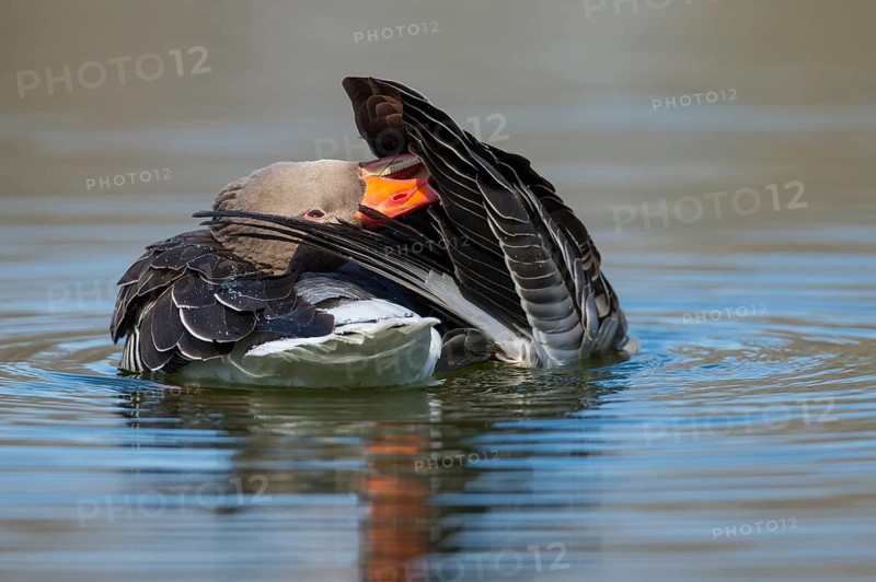Greylag Goose (Anser anser) preening, Lower Saxony, Germany
