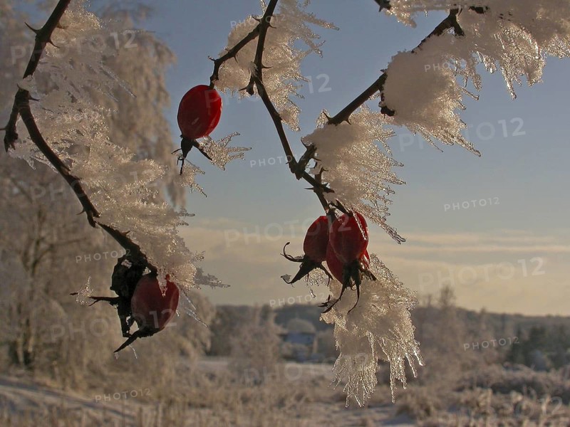 Schnee- und eisbedeckte Hagebutten der Hunds-Rose (Rosa canina) im Winter, Baden-Württemberg, Deutschland