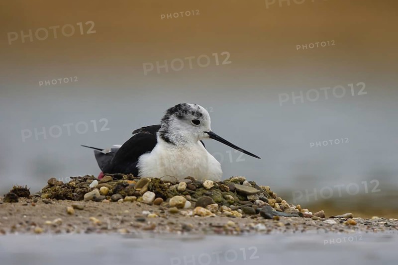 Black-winged Stilt (Himantopus himantopus) male on nest, North Rhine-Westphalia, Germany