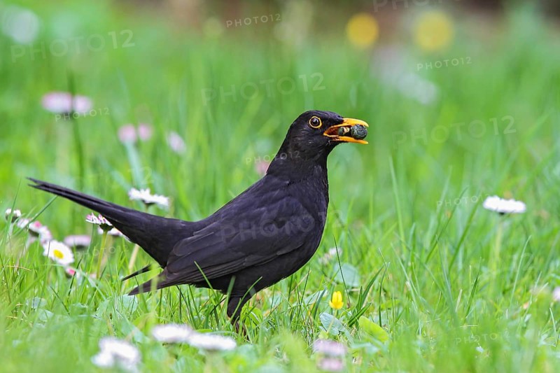Common Blackbird (Turdus merula) male with berries in beak on a meadow, Bavaria, Germany