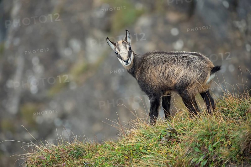 Chamois (Rupicapra rupicapra) immature standing at slope, Switzerland